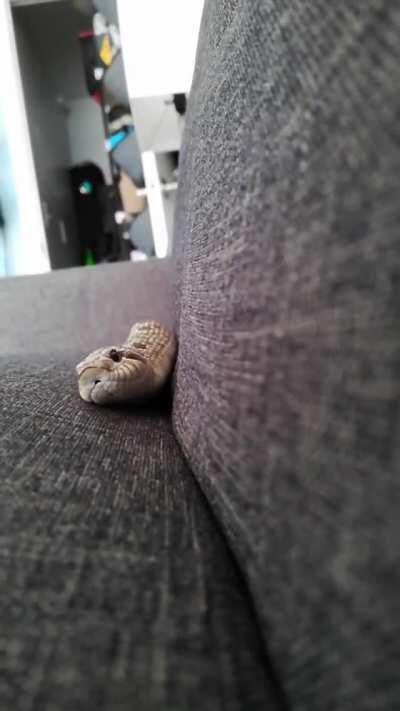 Look at this cute danger noodle