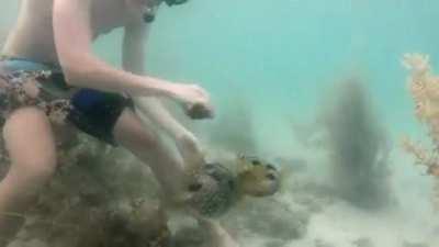 Pufferfish stays by trapped friend's side while human cuts net