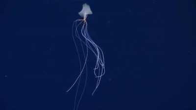 Magnapinna Squid - New footage from Nov 2021; NOAA. Aliens in our own oceans