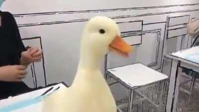 Dang it's a nice duck