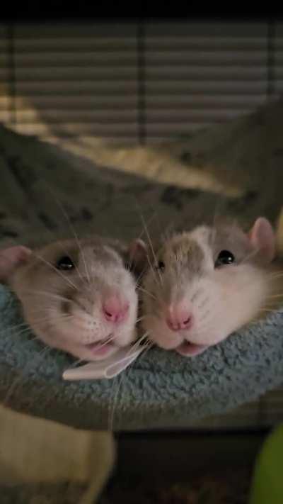 Can rats make each other boggle?