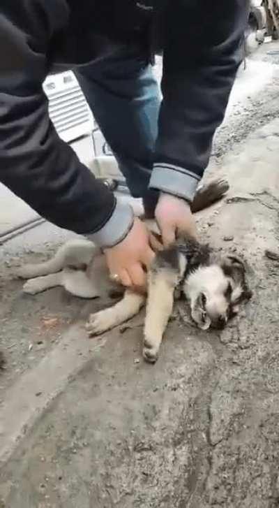 Shopkeeper Finds a Husky Pup with no Heartbeat... Manages to Revive Him .