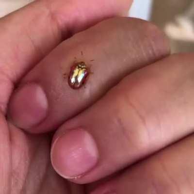 Golden Tortoise Beetle Disguises Self as Ladybug