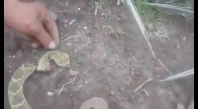 Dead rattlesnake bites man