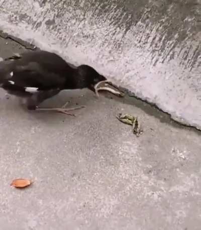 Birds are fed by their parents in their infancy. When the time comes to feed themselves, there can be some confusion when the food does not go into their mouth by itself.