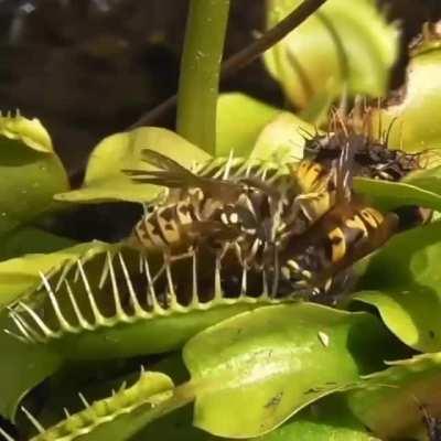 Yellow jackets captured by venus fly trap..