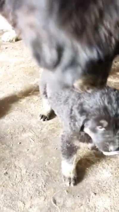 Dog corrects pup's behaviour towards the owner