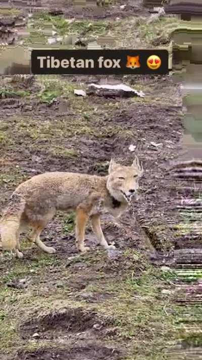 This is a Tibetan fox (Vulpes ferrilata) Because of their importance in maintaining the balance of their fragile mountain ecosystems, they are a second-class national protected animal in China.