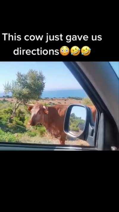 This cow just gave us directions.