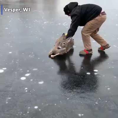 Saving a deer that was stranded on the middle of a frozen lake