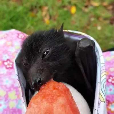 Bat tastes watermelon for the first time