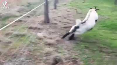 goat fucking dies