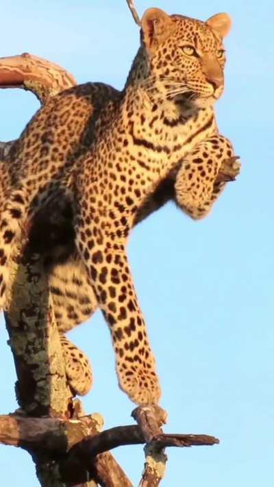 🔥 Leopard perched high in a tree