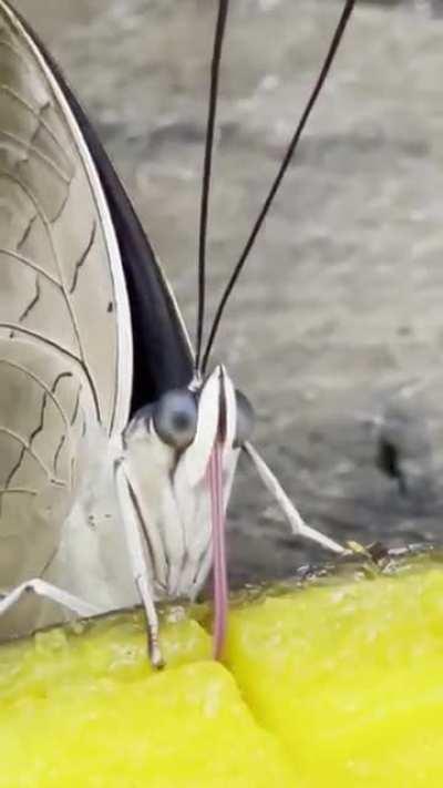 Butterfly enjoying some mango