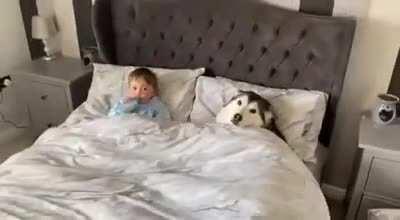 Doggo refuses the owner to get out of bed then proceeds to fall asleep looking after little human