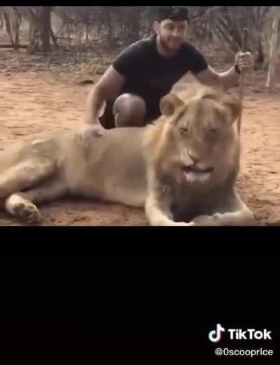 Lion sneezes and smiles when Dude shits himself