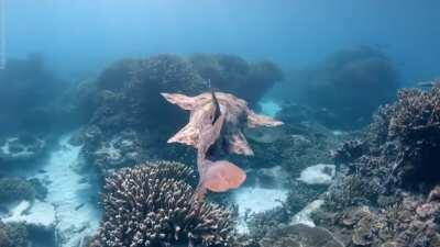 Wobbegong shark