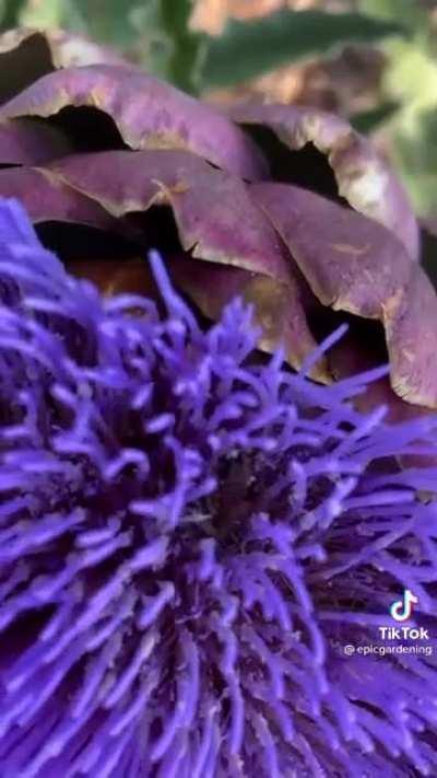 Artichoke flower 🤩