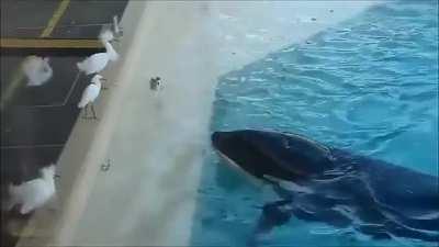 Orca uses fish as bait