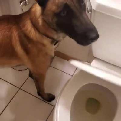 Dog can use the toilet and flush