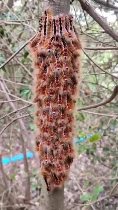 Cape Lappet caterpillars responding to sound by flicking their head