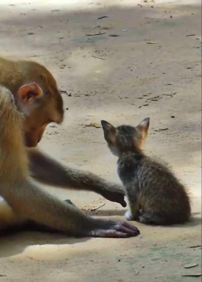 Macaque being kind and gentle to a small kitten