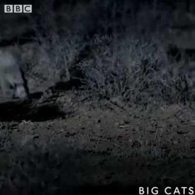 Africas smallest cat is also the worlds deadliest...