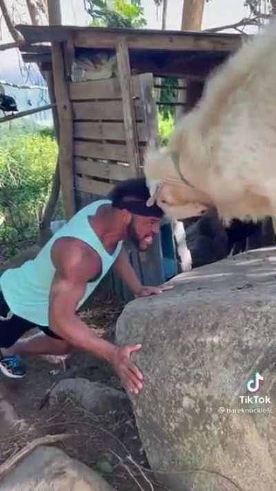 Man literally goes head-to-head against a goat to see who's the strongest.