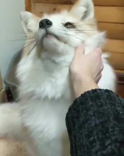 Marble Fox Petting