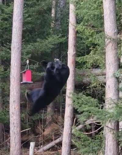 🔥 When a new bird species visits your bird feeder