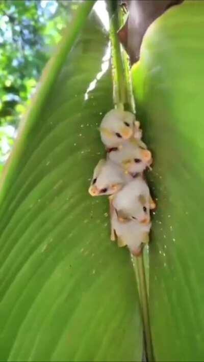 These are Honduran white bats. They're adorable