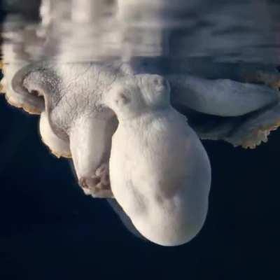 A Sleeping Octopus Changes Color While Dreaming.