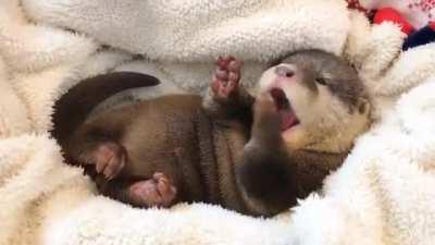 Baby seal yawning