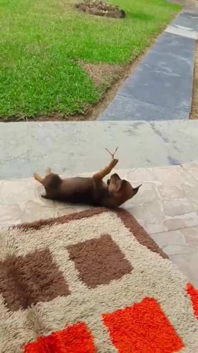 Puppy playing with a butterfly