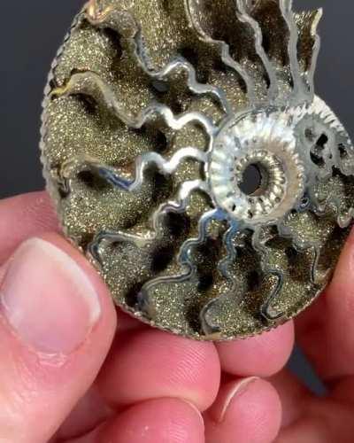 An ammonite fossilized by pyrite.