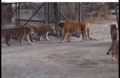 Siberian Tiger making Bengal Tigers look like cub’s.