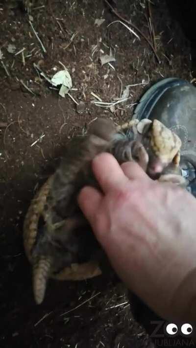 Here's something you probably haven't seen, an armadillo playing with it's caretaker.