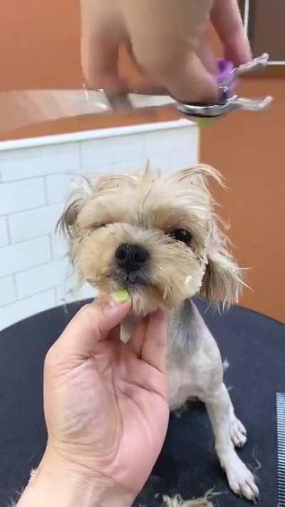 Dog gets haircut