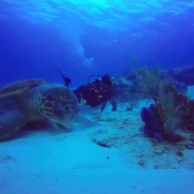 A sea turtle at lunch (human for scale)