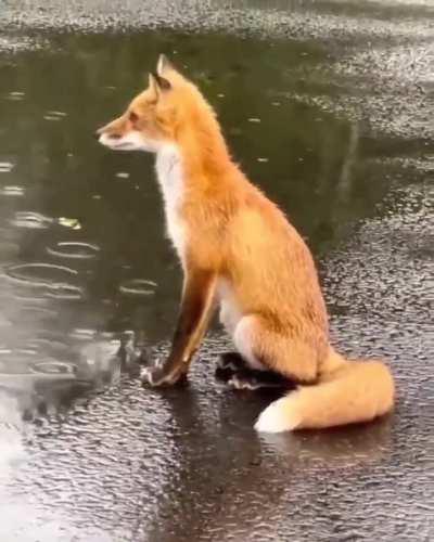 😍FOX IN THE RAIN😍