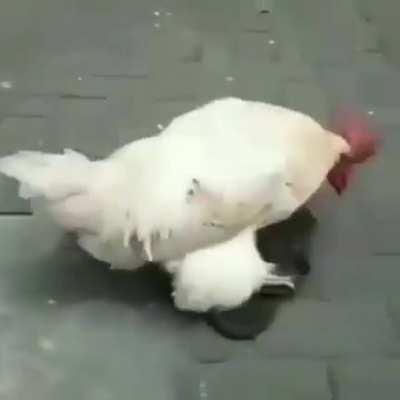 Chicken