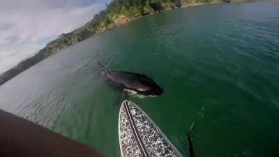 🔥 Orca inspects a paddle boarder.