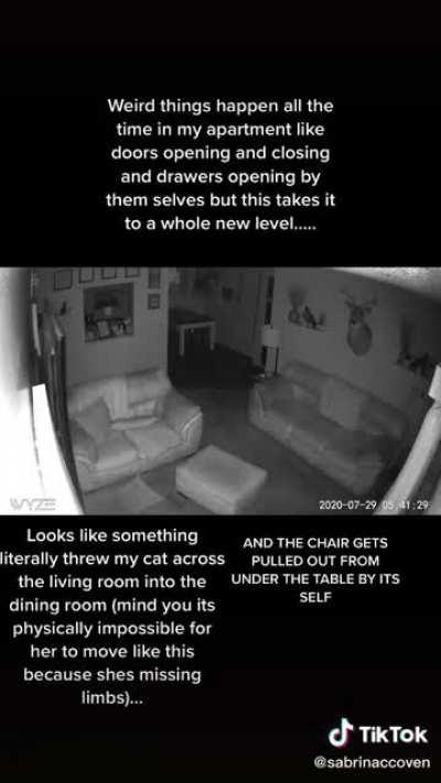 Invisible entity captured on camera, throwing cat around (source: sabrinaccoven)