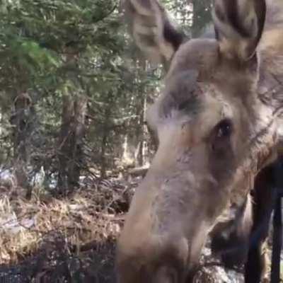 🔥 Big curious moose checking out a wildlife photographer