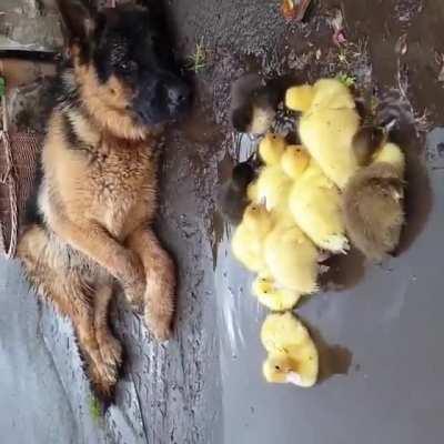 This good dog safeguarding these ducklings