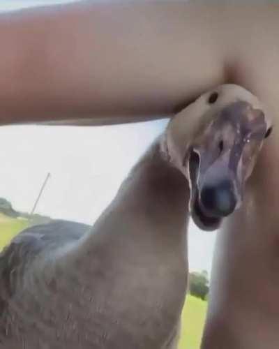 Duckkaaaa