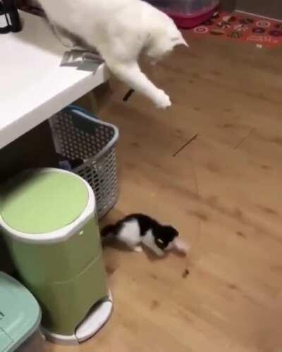 Just a cat using a toy to play with a kitten