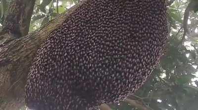 Giant Honeybees protect their hive from predators with a ripple effect known as 