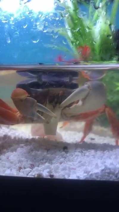 Mr Crabs enjoying some potato