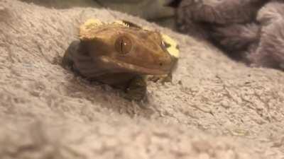 some gentle head pets &amp;amp; a nose boop for my crestie &amp;lt;3